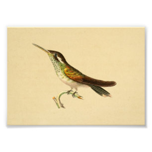 Vintage 1830 Hummingbird Print Red Green