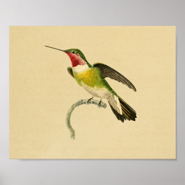 Vintage 1830 Hummingbird Print Red Green (Front)