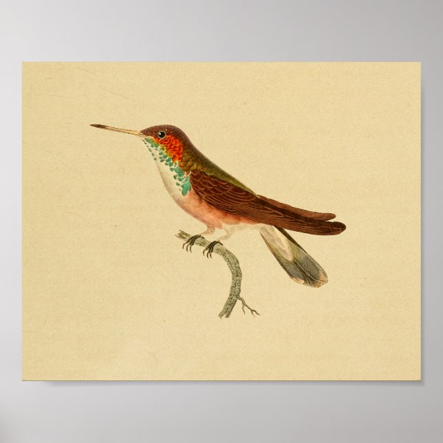 Vintage 1830 Hummingbird Print Red Green (Front)