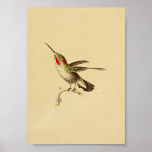 Vintage 1830 Hummingbird Print Red Throated