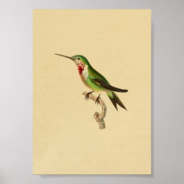 Vintage 1830 Hummingbird Print Ruby Throated (Front)