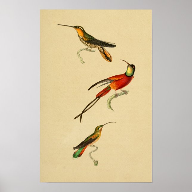 Vintage 1830 Hummingbirds Print Red Green (Front)