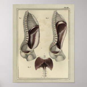 Vintage 1831 Diaphragm Muscle Anatomy Print