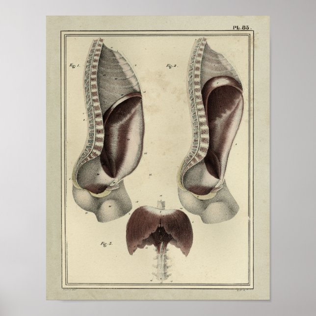 Vintage 1831 Diaphragm Muscle Anatomy Print (Front)