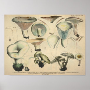 Vintage 1831 Mushroom Variety Blue Brown Print
