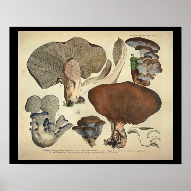 Vintage 1831 Mushroom Variety Blue Brown Print (Front)