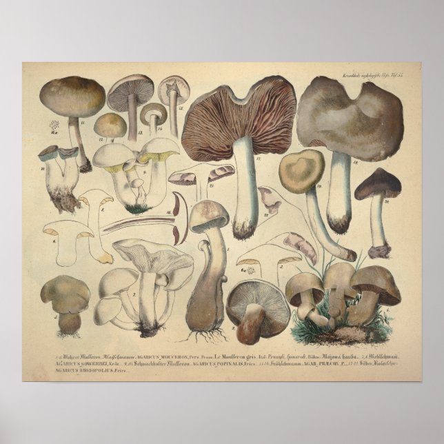 Vintage 1831 Mushroom Variety Brown Cap Print (Front)