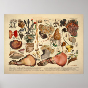 Vintage 1831 Mushroom Variety Brown Yellow Print