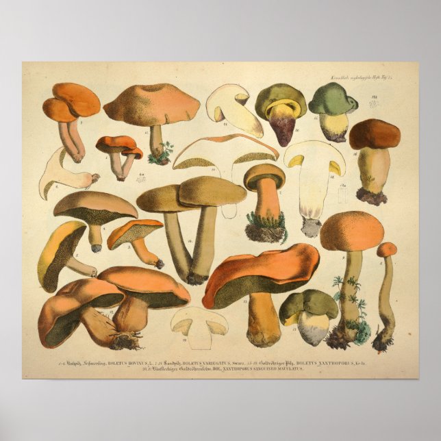 Vintage 1831 Mushroom Variety Green Brown Print (Front)