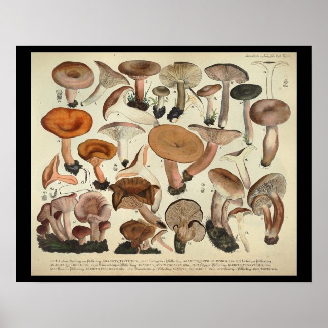 Vintage 1831 Mushroom Variety Orange Brown Print (Front)