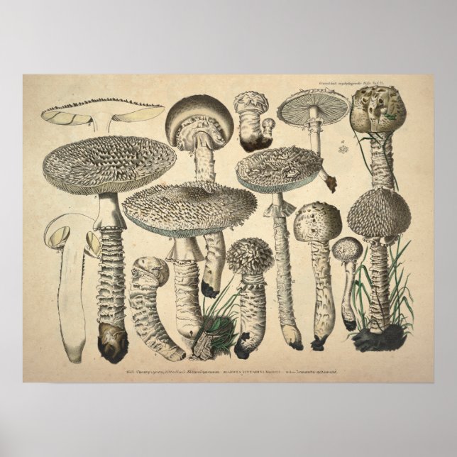 Vintage 1831 Mushroom Variety White Brown Print (Front)