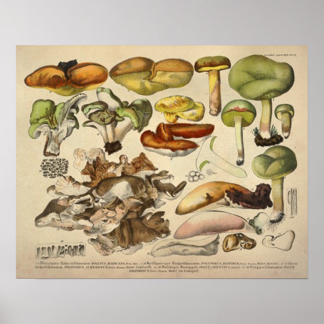 Vintage 1831 Mushroom Variety Yellow Green Print (Front)