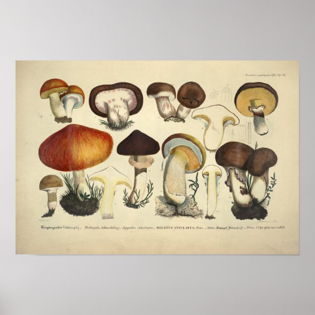 Vintage 1831 Mushroom Variety Yellow Red Print (Front)