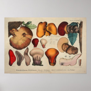 Vintage 1831 Mushroom Variety Yellow Red Print