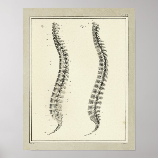 Vintage 1831 Spinal Column Anatomy Print (Front)