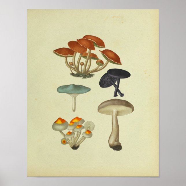 Vintage 1841 Blue Yellow Mushrooms Art Print (Front)