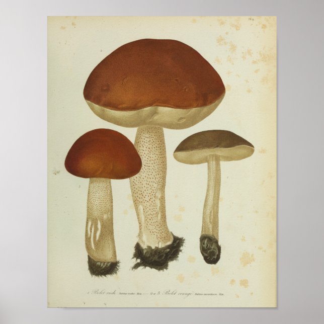 Vintage 1841 Brown Mushrooms Art Print (Front)