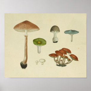 Vintage 1841 Green Blue Brown Mushrooms Art Print