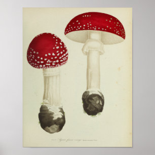 Vintage 1841 Red Cap Mushrooms Art Print