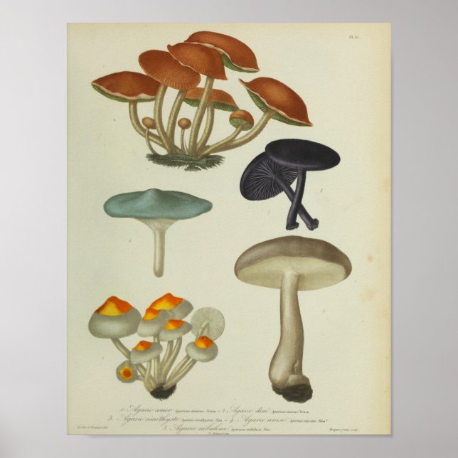 Vintage 1841 Yellow Blue Purple Mushrooms Print (Front)