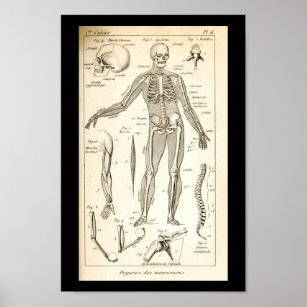 Anatomy Posters Photo Prints Zazzle Nz