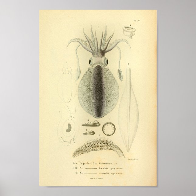 Vintage 1845 Reef Squid Colour Art Print (Front)