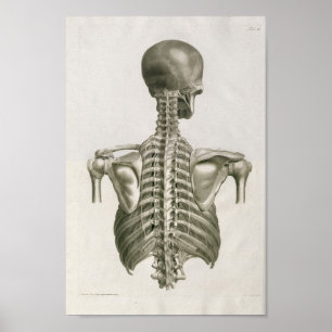 Vintage 1853 Skull Spine Anatomy Art Print