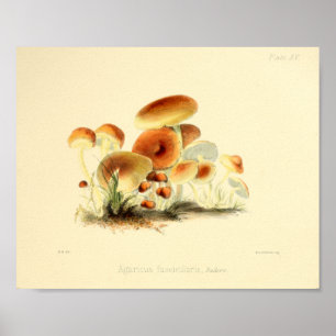Vintage 1855 Mushrooms Brown Cap Art Print