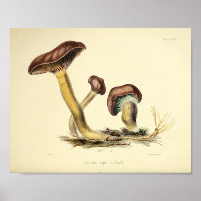 Vintage 1855 Mushrooms Brown Cap Art Print (Front)
