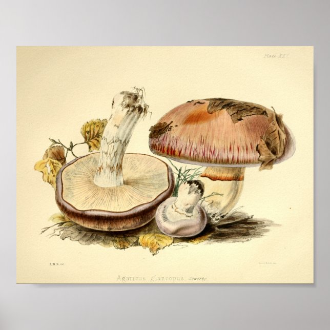 Vintage 1855 Mushrooms Brown Cap Art Print (Front)