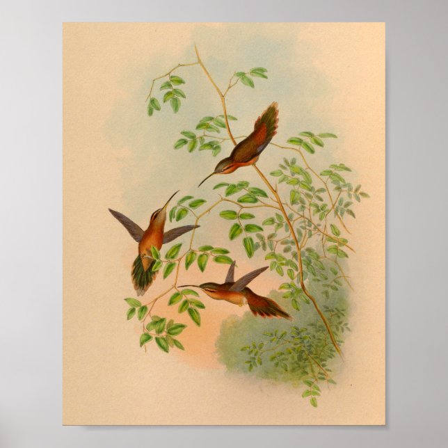 Vintage 1861 Hermit Hummingbird Print (Front)