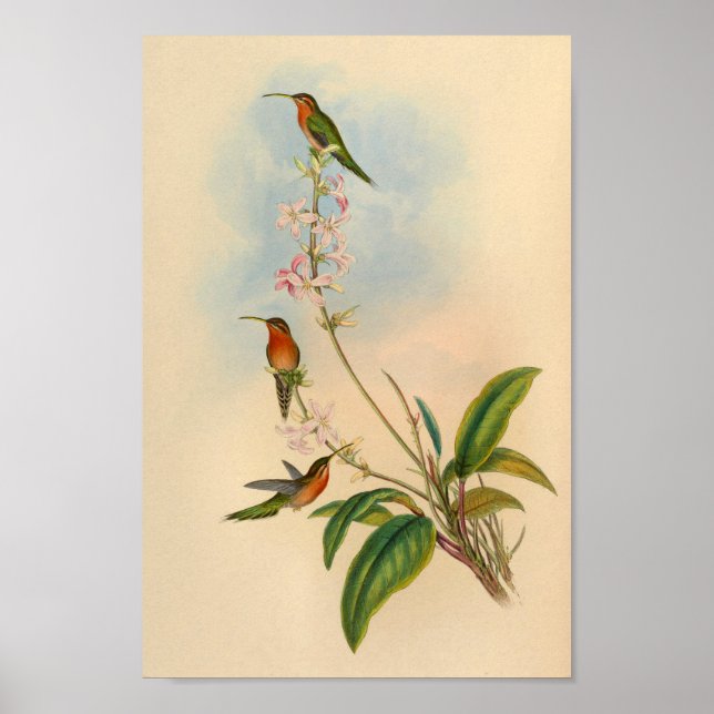 Vintage 1861 Hermit Hummingbird Print (Front)