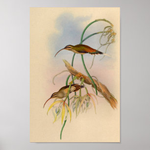 Vintage 1861 Hermit Hummingbird Print