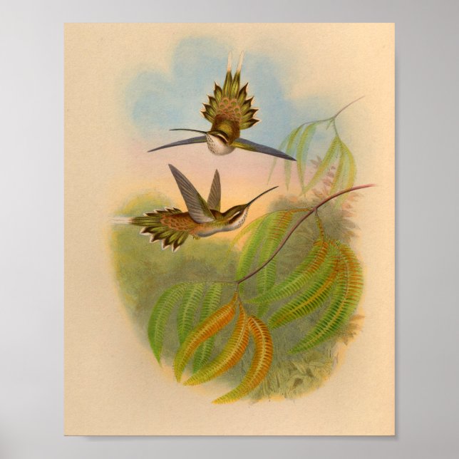 Vintage 1861 Hermit Hummingbird Print (Front)
