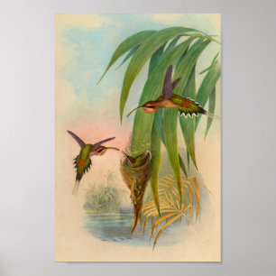 Vintage 1861 Hermit Hummingbird Print