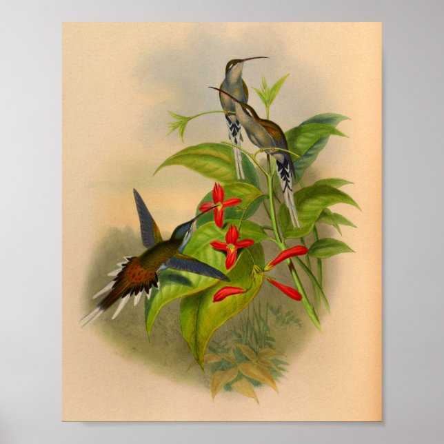Vintage 1861 Hummingbird Print Flowers (Front)