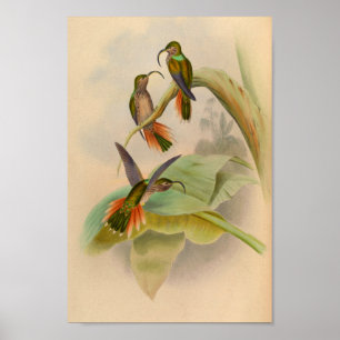 Vintage 1861 Hummingbird Print Sickle Billed