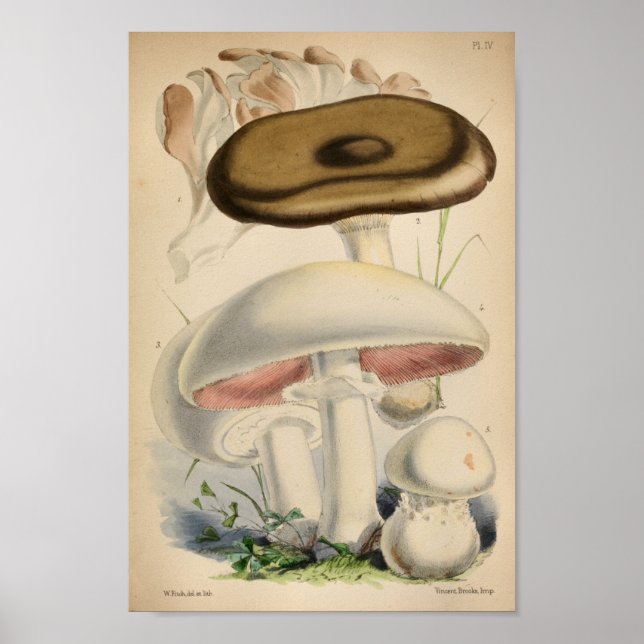 Vintage 1863 Brown White Mushrooms Art Print (Front)