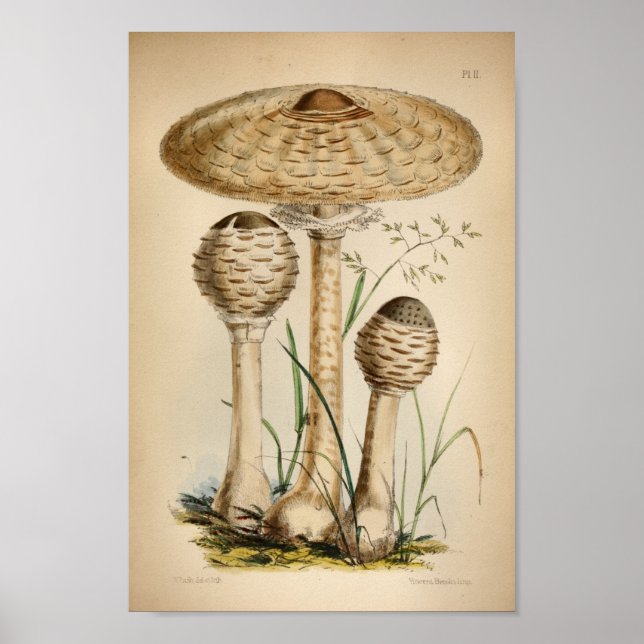 Vintage 1863 Common White Mushrooms Art Print (Front)