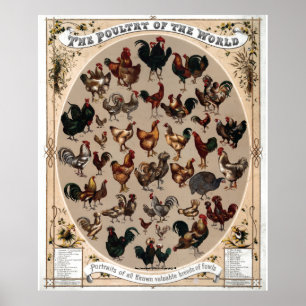 "Vintage~1868 Poultry of the World" Poster