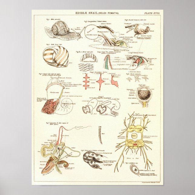 Vintage 1881 Snail Biology Anatomy Print (Front)