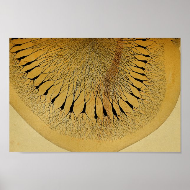 Vintage 1886 Central Nervous System Nerves Poster (Front)