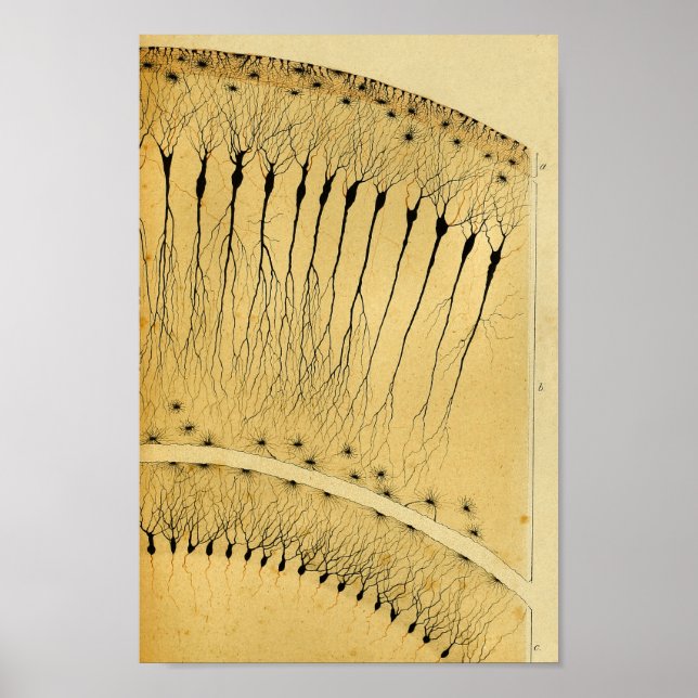 Vintage 1886 Central Nervous System Nerves Poster (Front)