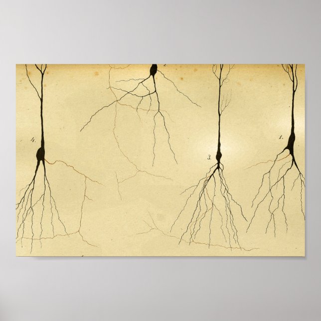 Vintage 1886 Central Nervous System Nerves Poster (Front)