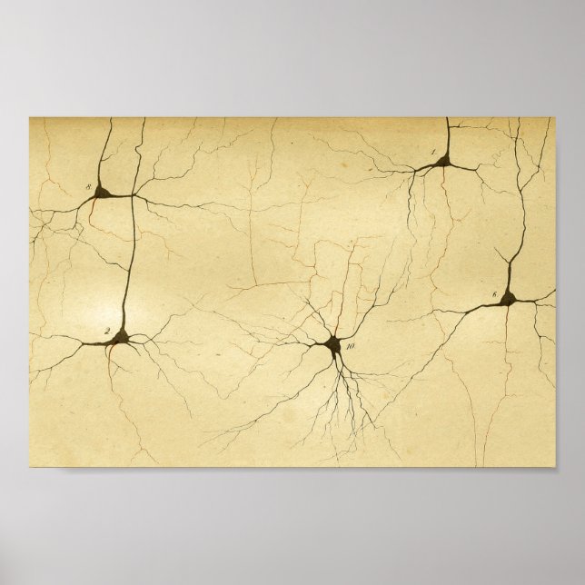 Vintage 1886 Central Nervous System Nerves Poster (Front)