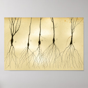 Vintage 1886 Central Nervous System Nerves Poster