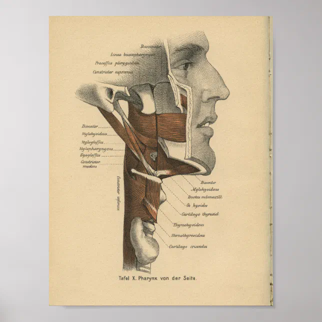 Vintage 1888 Anatomy Print Neck Face Muscles | Zazzle.co.nz