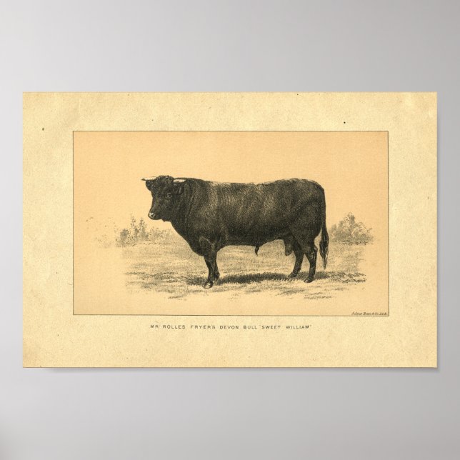 Vintage 1888 Bull Print (Front)