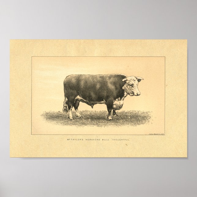 Vintage 1888 Bull Print (Front)