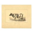 Vintage 1888 Cow Print